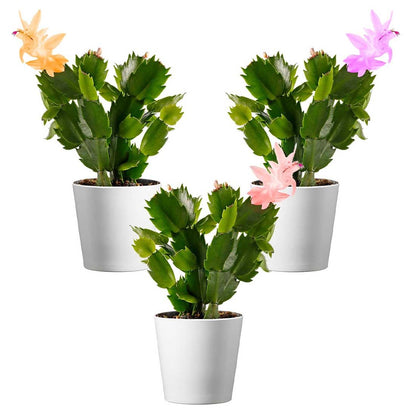 American Plant Exchange Live Christmas Cactus 3-Pack – 4-Inch Pot Cover – Easy Care Flowering Succulents with Festive Blooms for Holiday Home Décor, Kitchens, Offices & Indoor Winter Displays