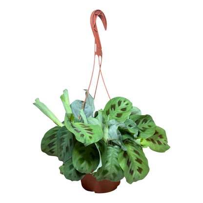 Hopewind Plants Shop Live Plant, Green Maranta Prayer Plant, Pet-Friendly, Air Purifying, Gorgeous Live Indoor Plant, Easy to Care and Rare Variety 6 inch Pot