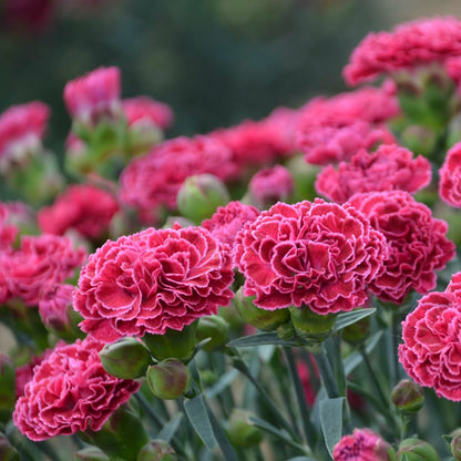 Live Plant from Green Promise Farms - PW, Dianthus Fruit Punch Raspberry Ruffles Pinks, Pink w/White Edge Flowers #1 Size Container - Does NOT Ship to AZ, CA, HI, ID, MT, NV, OR, PR, UT & WA!!!