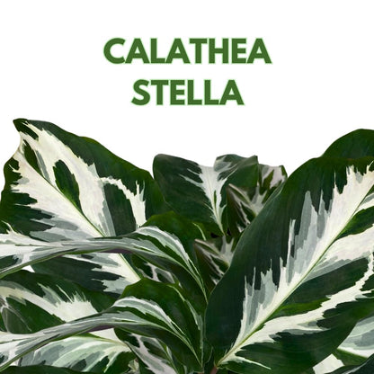 BubbleBlooms Calathea Stella in a 4 inch Pot Rare Variegated Prayer Plant, Cathedral Plant, Green and White