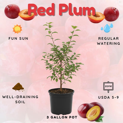 Plum Tree, Plum Live Plant, Sweet Fruit Plant, Live Fruit Tree for Outdoor Planting, 3 Feet Tall in 3 Gallon Pot, No Ship to CA (Red)