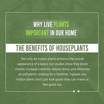 LEAL PLANTS ECUADOR Monstera Los Puentes| Swiss Cheese Plant | Unique Indoor Décor | Live Houseplant | Air-Purifying Tropical Plant | Stunning Foliage for Home & Office