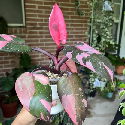 Philodendron Pink Princess Plants | Pink Princess Plant Live Houseplant in 4” Inch Pot | Easy-Care Indoor Plant for Shelves, Desks & Modern Spaces