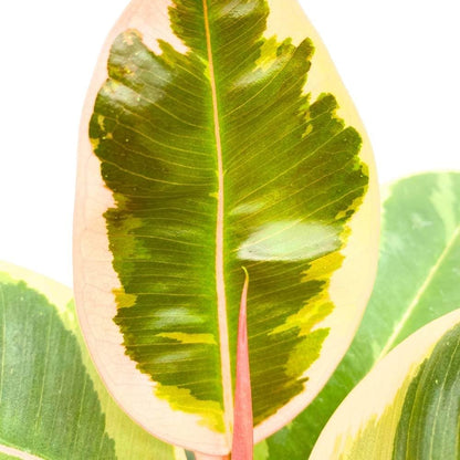 BubbleBlooms Ficus elastica Tineke Variegated 6 inch India Rubber Tree Decora Fig Plant