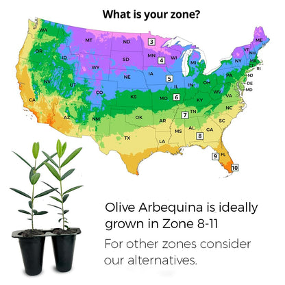 Olive Tree Arbequina (4 Pack) Real Olea Europaea | Easy to Grow Plants | Great Gift for Celebrations | Grow Your own Food on Your Edible Organic Garden| Edible Fruit Plant Live for Planting|