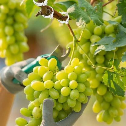 Plant Support Clips - Reusable Tomato Clips for Trellis | 50 Green Plastic Garden Clips for Indoor & Outdoor Use