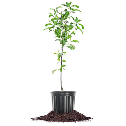 Perfect Plants Gala Apple Tree 1 Gallon | Live Fruit Trees for Outdoor Planting | Fresh Apples for Eating, Canning, & Dehydrating | Sweet & Tasty Fruits Ripen in Fall