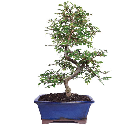 Brussel's Live Chinese Elm Outdoor Bonsai Tree - 15 Years Old; 14" to 18" Tall with Decorative Container