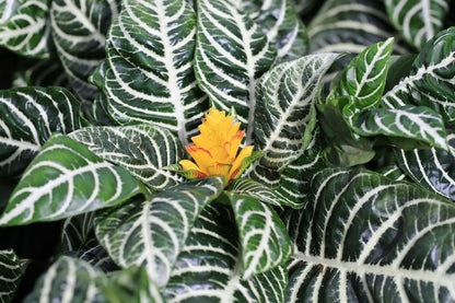 Snow White Zebra Plant - Aphelandra - Exotic and Unique House Live Plant - 4 inch Pot - Hopewind Plants Shop