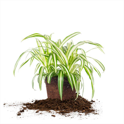 Perfect Plants Spider Plant in 6in. Grower's Pot | Live Houseplant for Indoor Growing | Easy to Care for & Keep Alive | Beautiful Green & White Variegated Leaves