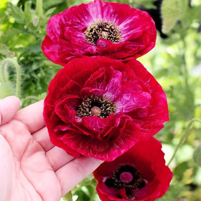 Regine Switzerland 5000+ Mixed Poppy Flower Seeds - Colorful Heirloom Wildflowers for Planting