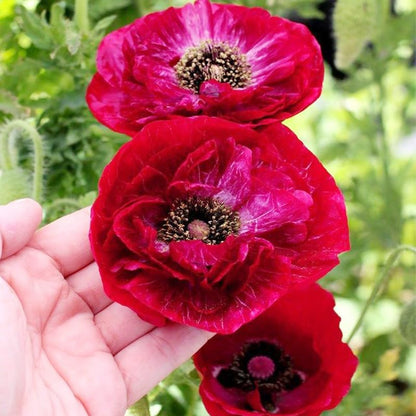 Regine Switzerland 5000+ Mixed Poppy Flower Seeds - Colorful Heirloom Wildflowers for Planting