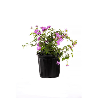 American Plant Exchange Lantana 'Lavender' – 6-Inch Pot – Live Flowering Shrub with Soft Purple Blooms, Heat-Tolerant Outdoor Plant for Patios, Gardens, Containers & Pollinator Landscapes