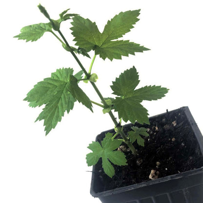 Smoke Camp Crafts Cascade Hops Plant (Humulus lupulus) in 2.5 inch Pot | Perennial Vine for Beer Making or Tea
