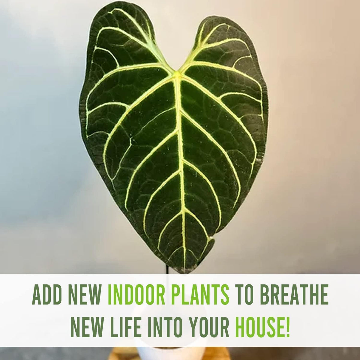 LEAL PLANTS ECUADOR Anthurium Regale Green Live House Plant for Indoor| Anthuriums Live Plant|Huge Anthurium Regale| Perfect for Home Decor, Unique Gift for Plant Lover