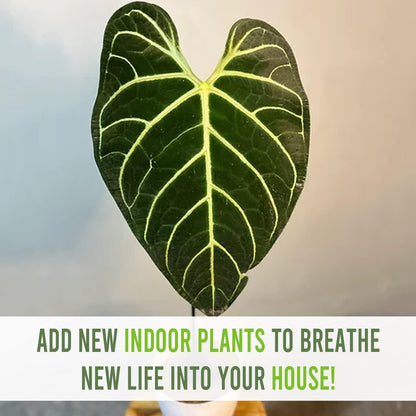LEAL PLANTS ECUADOR Anthurium Regale Green Live House Plant for Indoor| Anthuriums Live Plant|Huge Anthurium Regale| Perfect for Home Decor, Unique Gift for Plant Lover