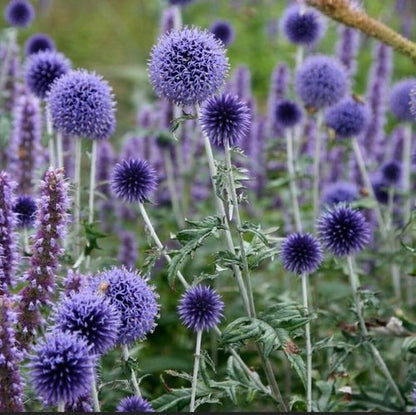 Echinops Ritro Blue Globe Thistle Seeds - 25+ Premium Southern Globethistle Flower Seeds for Garden