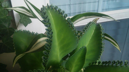 5 Seedling with Roots of Mexican Hat Plant, Kalanchoe, Mother of Thousands-Kalanchoe Daigremontiana-Mexican Hat Live Plant