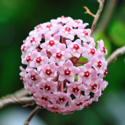 Hoya Krimson Princess, Hoya Carnosa Vareiagata, Live Hoya Plant, Live Arriaval Guarantee! (4" Pot with 2 or More Plants)