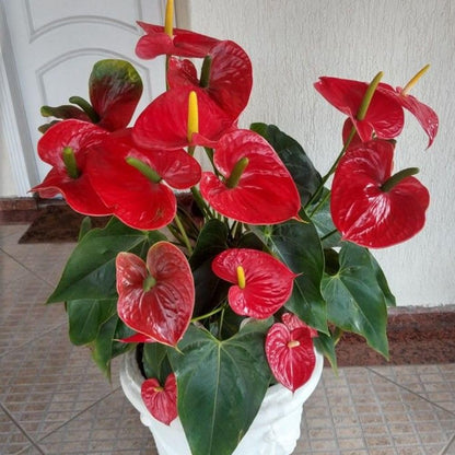 Red Anthurium Live Plant, 6 Inch Pot, Ornamental Anthurium Plant, Indoor Flowering Houseplant for Home Decor and Office