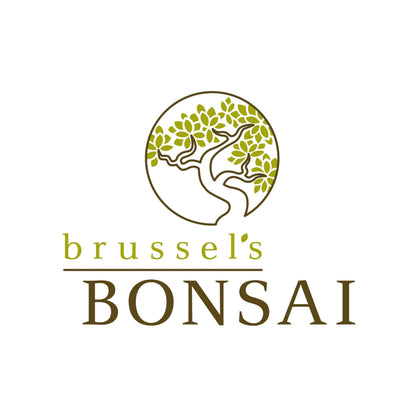 Brussel's Live Chinese Elm Outdoor Bonsai Tree - 15 Years Old; 14" to 18" Tall with Decorative Container