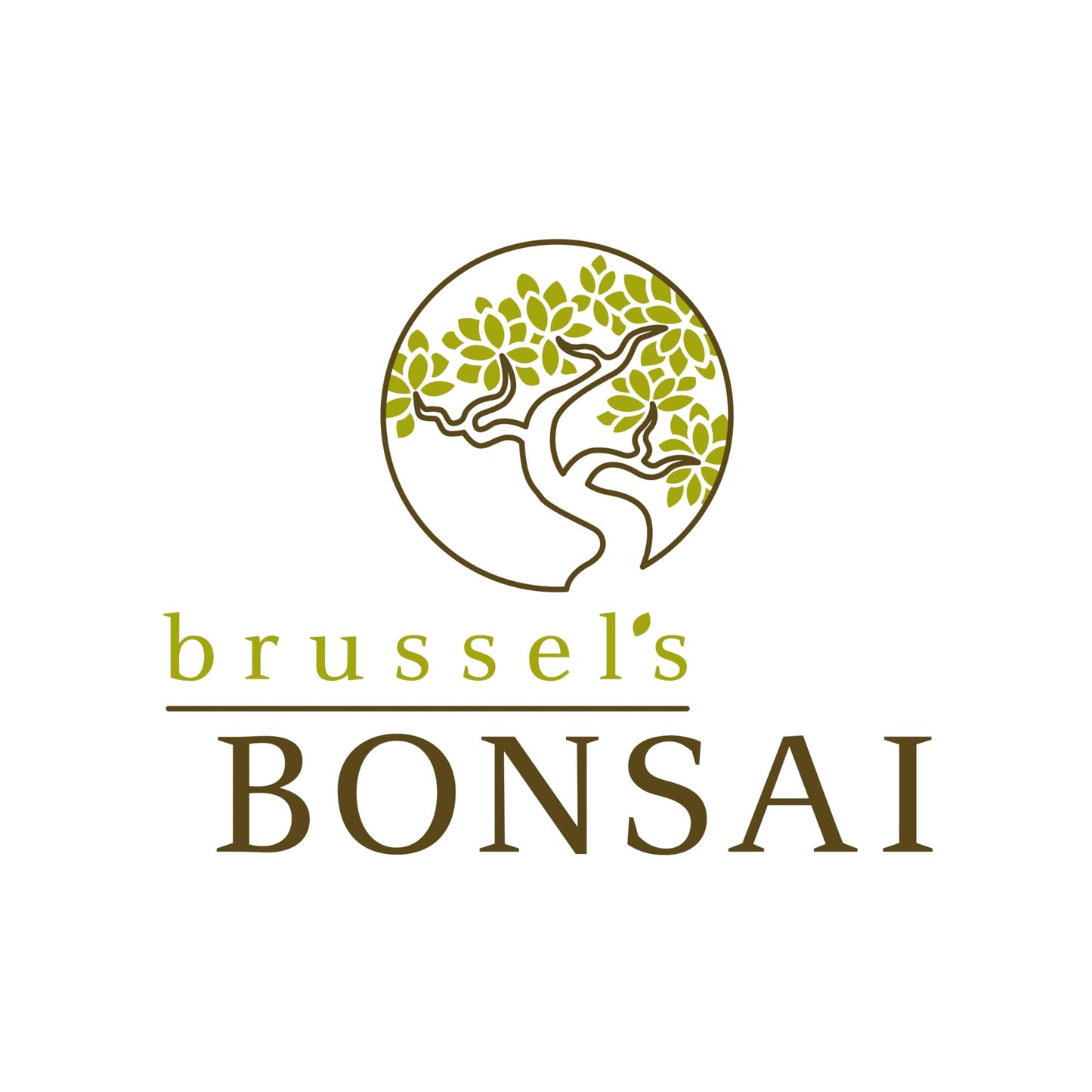 Brussel's Bonsai - Live Dwarf Jade Bonsai Tree with Ceramic Bonsai Pot & Humidity Tray, Indoor Bonsai Plant, 3 Years Old, 5-8 Inches Tall, Easy Care Houseplant for Home or Office (Small, Green)
