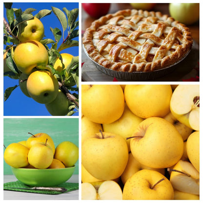 Golden Delicious Apple Trees Live Plants, Apple Tree, Well Rooted, 3 Feet, 3 Gallon Pot, Sweet Fruit Tree for Edible Garden, No Ship to CA