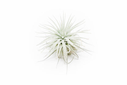 3 PCs Small Tectorum Ecuador Air Plant - Live Tillandsia Succulent House Plants - Available in Wholesale and Bulk - Home and Garden Decor - Easy Care Indoor/Outdoor Air Plant
