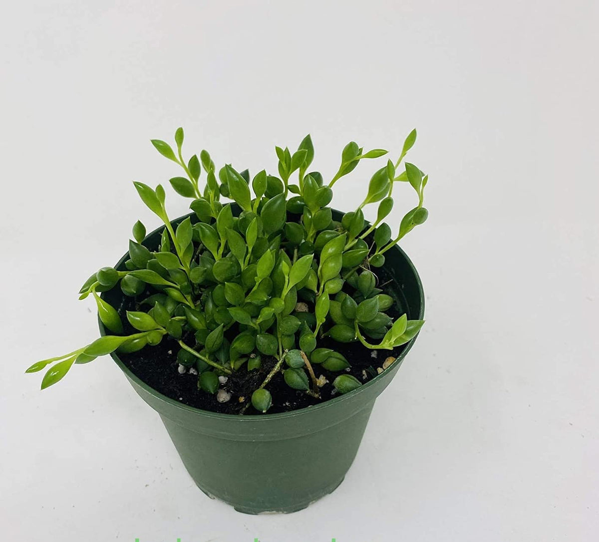 String of Beads Plant in Plastic Pot by JMBAMBOO