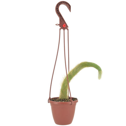 Arcadia Garden Products Live Monkey Tail Cactus Indoor Houseplant in Plastic Hanging Basket, Cleistocactus Colademononis Blooming Succulent Plant Gift for Home and Garden Decor, 4-inch