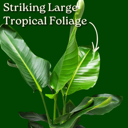 White Bird of Paradise Plant - Live Tropical Foliage Plant - Overall Height 30" to 36" - Tropical Plants of Florida (Plant + Fertilizer + Indoor Soil)