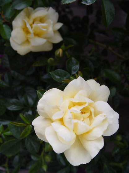 Live Plant from Green Promise Farms Flower Carpet Roses ROSA `FLOWER CARPET YELLOW` Yellow Flower Shrub #2 Size Container Yellow/Cream