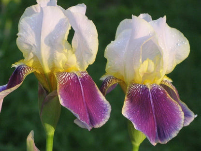 5 Iris Bearded Bulbs Rhizomes Flower | Mixed Colors Bulbs