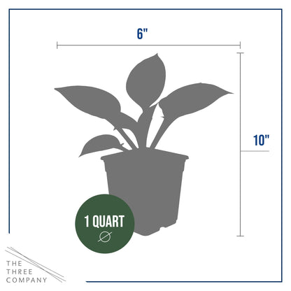 Live Perennial Hosta - Yellow Polka Dot Bikini (3 Plants Per Pack) Beautiful Accent Plant, 10" Tall by 4" Wide in 1 Qt Pot