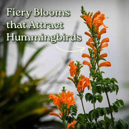 Cape Honeysuckle Bush - Orange - Overall Height 24" to 30" - Tropical Plants of Florida (Plant Only)