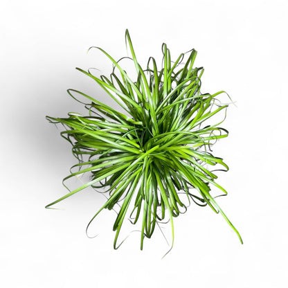 Andersen Farms Ponytail Palm ‘Elephant’s Foot’ – 10 Inches Grower Pot – Live Indoor/Outdoor Drought-Tolerant Plant – Air Purifying, Easy Care Houseplant for Home Décor
