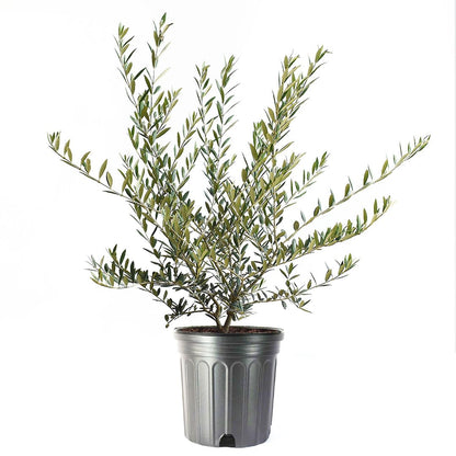 American Plant Exchange Live Olive Tree, Arbequina – Real Fruiting, Edible Indoor/Outdoor Houseplant – Large 10-Inch Pot, Perfect for Home, Office, Patio & Garden Décor