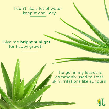 Thorsen's Greenhouse Aloe Vera, Live Indoor Plant, Aloe barbadensis, Easy to Grow, Succulent, Natural Air Purifier, 6" Diameter Pot (Chocolate)