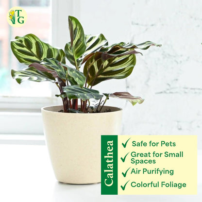 Thorsen's Greenhouse Peacock Calathea, Live Indoor Plant, Safe for Pets, Colorful Foliage, Rare Variety, Peacock Plant, 4" Diameter (Coffee)