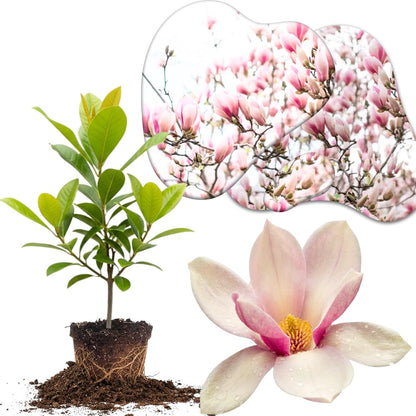Jane Magnolia Tree Live Plant in 2.5 Inches in Pot, Starter Plant, Fragrant Perennial Ornamental Plants Shrub for Outdoor Garden