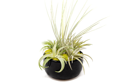 Air Plant Shop Large Assembled Air Plant Bowl Garden - Wholesale and Bulk - Succulents - Live Tillandsia - Easy Care Indoor and Outdoor House Plants (5 Assorted Air Plants)