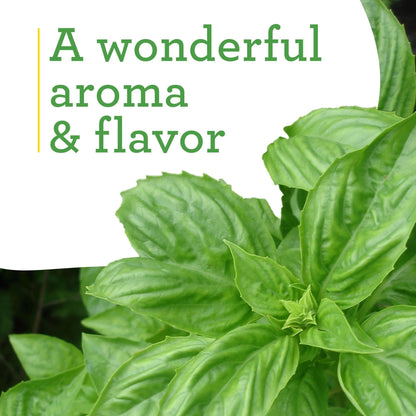 Bonnie Plants Sweet Basil Plug, Live Plant, for Salads, Drinks, Asian and Italian Dishes, Full Sun, 3 Cubic in., 6 Pack