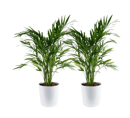 Costa Farms Cat Palm Live Plants in Decorative Pot, Large Indoor Houseplant, Perfect for Home, Room, or Office Decor, Great House Warming or Birthday Gift, 3-4 Feet Tall, Pack of 2