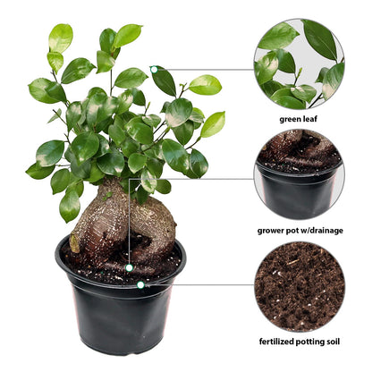 Live Ginseng Ficus, Ficus Retusa, Taiwan Ficus, Banyan Fig, Bonsai Houseplant, Birthday Gift, Housewarming Gift for The Home, Plant Lover Gift, Live Potted Houseplant in 6" Pot