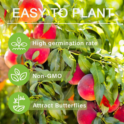 5 Pieces Nemaguard Peach Fruit Tree Seeds for Planting Outdoor- Perennial Non GMO Fruit Seeds Tasty Sweet Great Home Garden Gift