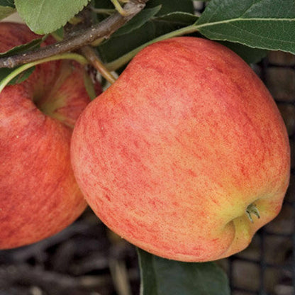 Gala Apple Tree - 36-48" Tall Live Plant - 3-4 Foot Tall Juicy Red Apple Fruit Tree - Malus domestica 'Gala'