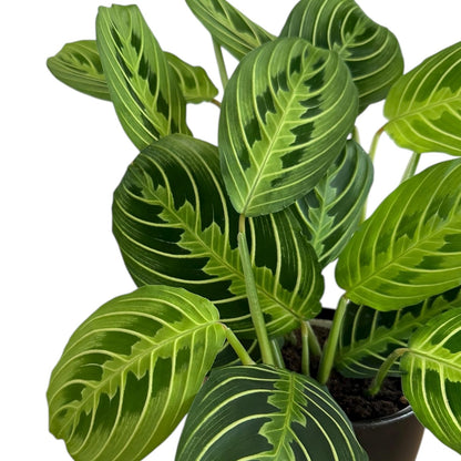 Live Plant, Lemon Lime Maranta Prayer Plant, Pet Friendly, Air Purifying Plant, Easy Care, Easy to Grow Live Indoor Plant, Houseplant, Rare Indoor Plant, Home Décor 4.7" Pot by Hopewind Plants Shop