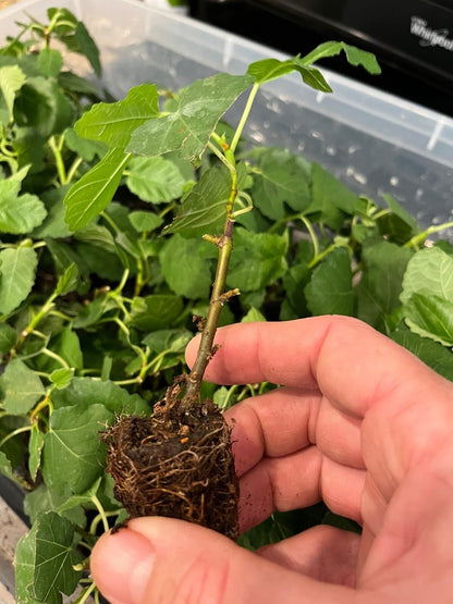 Live Plant - Pomegranate Tree - Celeste Fig Fruit Trees Live Plants