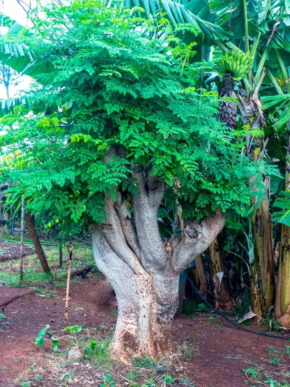 4 Live Moringa Trees Plants, Cold Hardy for Outdoor Garden, Zones 4-9, Well-Rooted Plant in Pot, Moringa Oleifera Malunggay Horseradish Trees