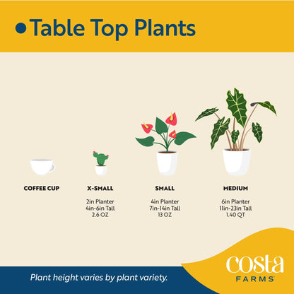 Costa Farms Scindapsus Live Plants (2-Pack), Assorted Houseplants in Self-Watering Pots, 9-12 Inches Tall, Low Light Vining Indoor Houseplants, Rare Variegated Foliage for Office & Home Decor